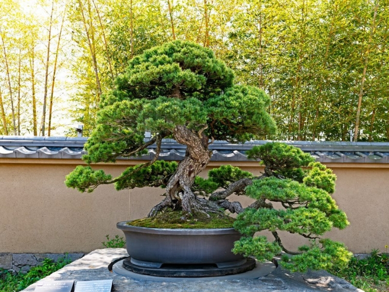 cây bonsai tài lộc lớn