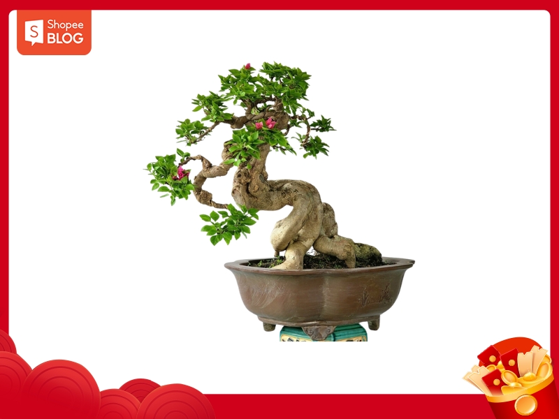 chậu cây bonsai tài lộc