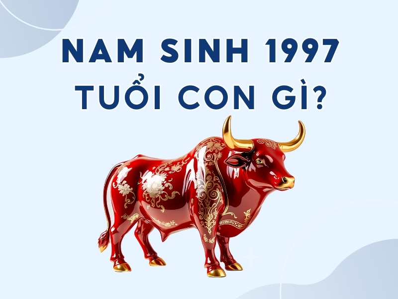 Nam sinh 1997 cầm tinh con trâu