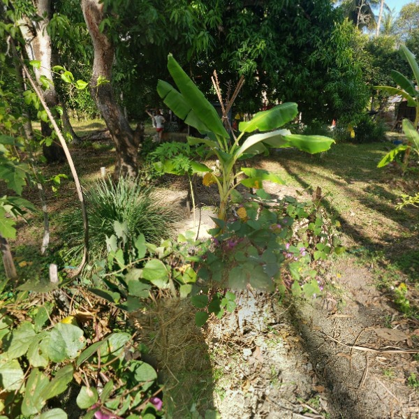 Food forest / Shaman garden