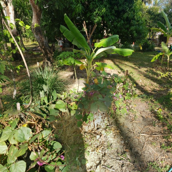 Food forest / Shaman garden