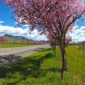 Springtime Along Route 128 In Sonoma County, CA