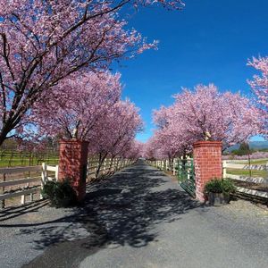 Springtime Ranch Gate