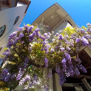 Wisteria On The Swiss Hotel