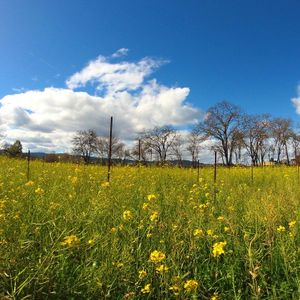 Spring In A Sonoma County Vineyard