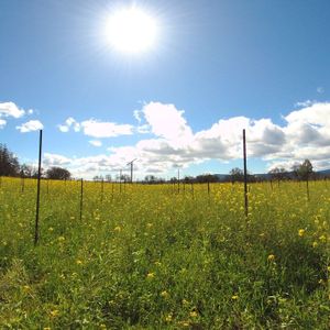 Spring In Sonoma County