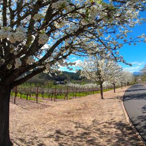 Springtime At The Trinchero Winery, St. Helena, California
