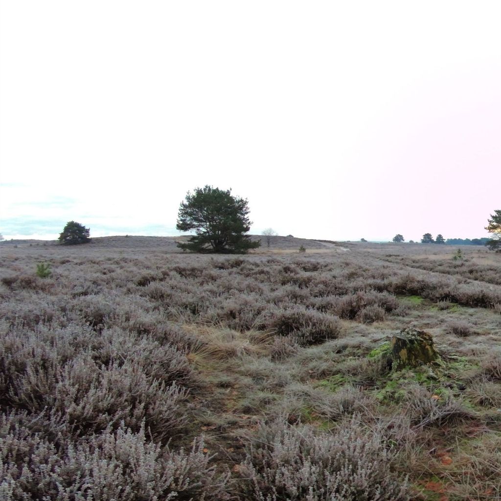 Blik over de heide