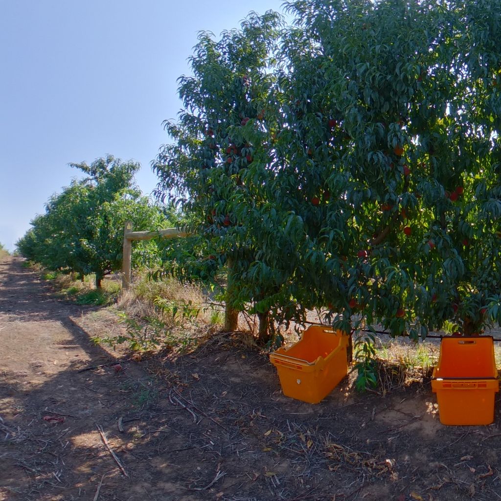 Low crop load: Peach on vertical trellis 