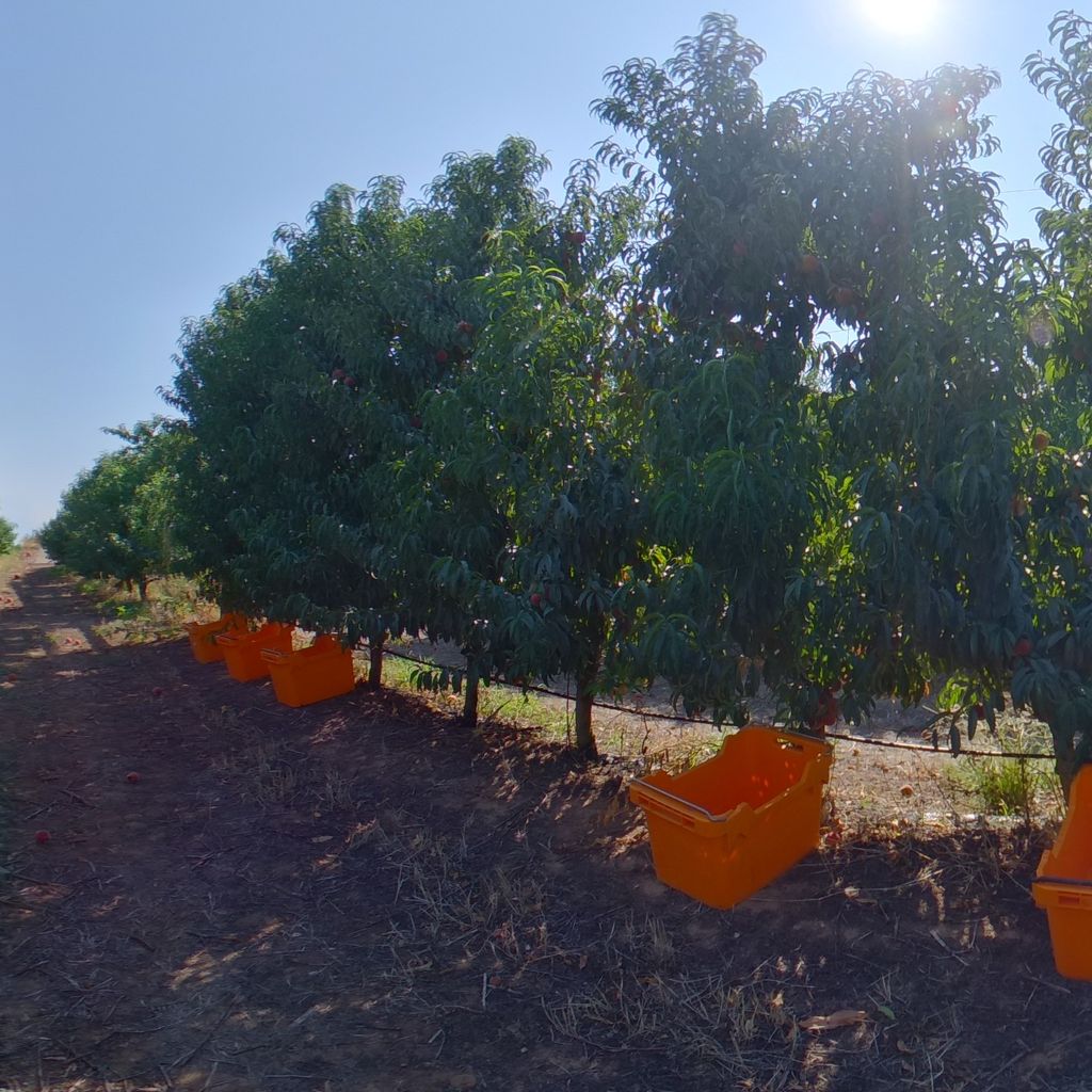 Medium crop load: Peach on vertical trellis 