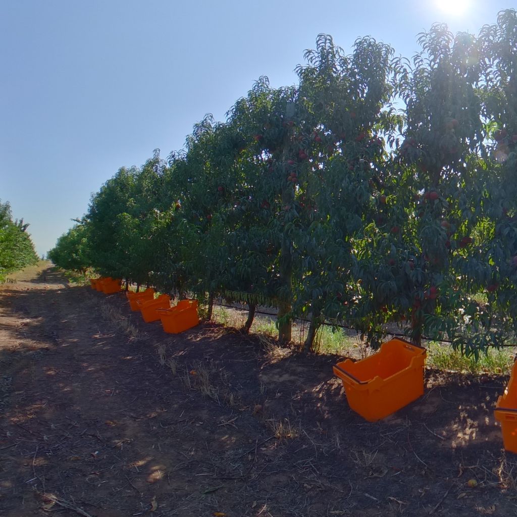 High crop load: Peach on vertical trellis 