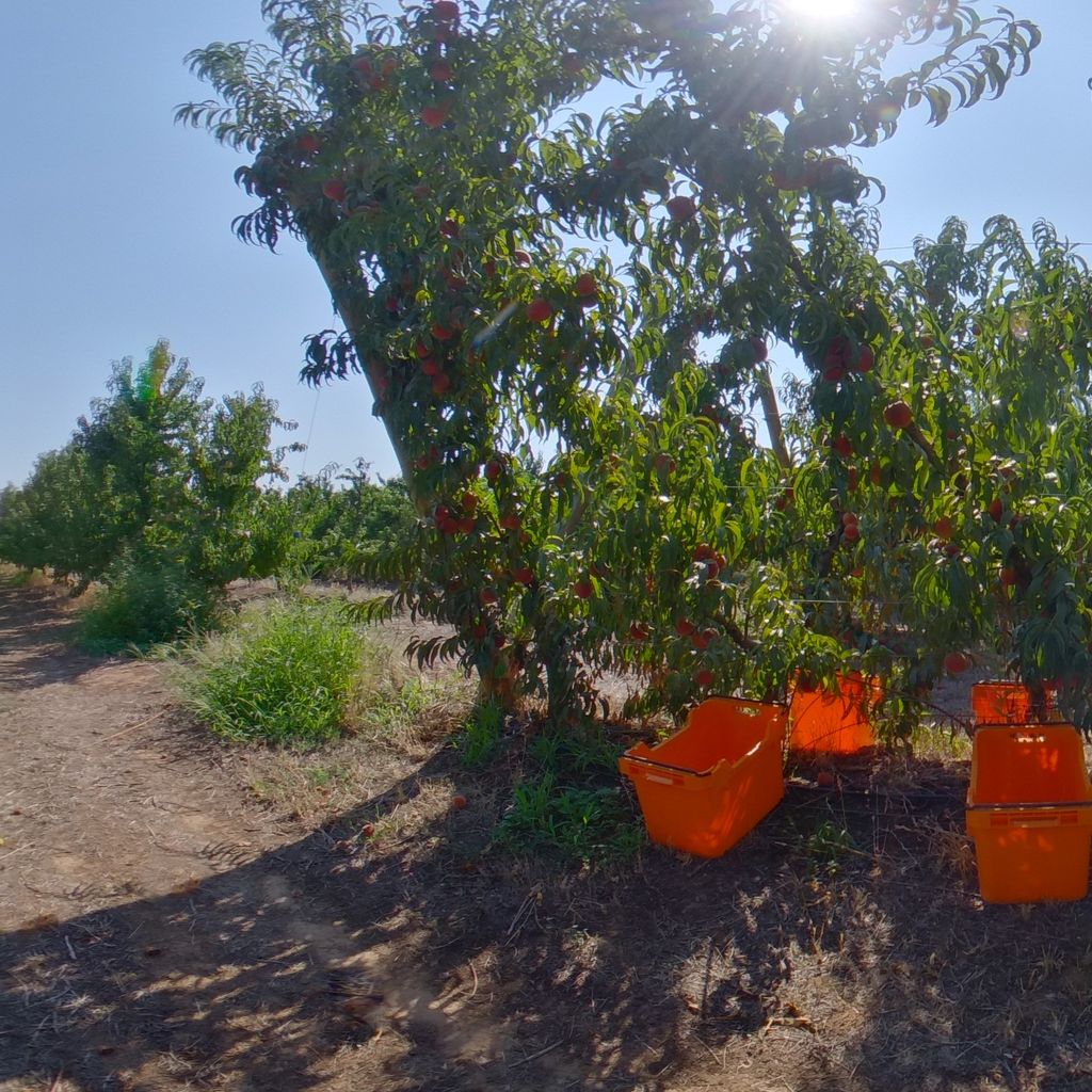 Medium crop load: Peach on Tatura trellis 