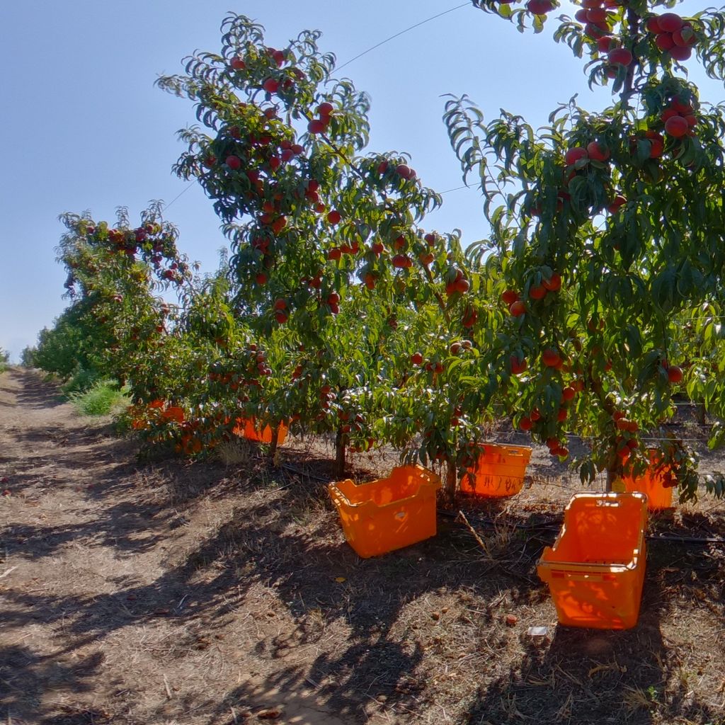 High crop load: Peach on Tatura trellis 