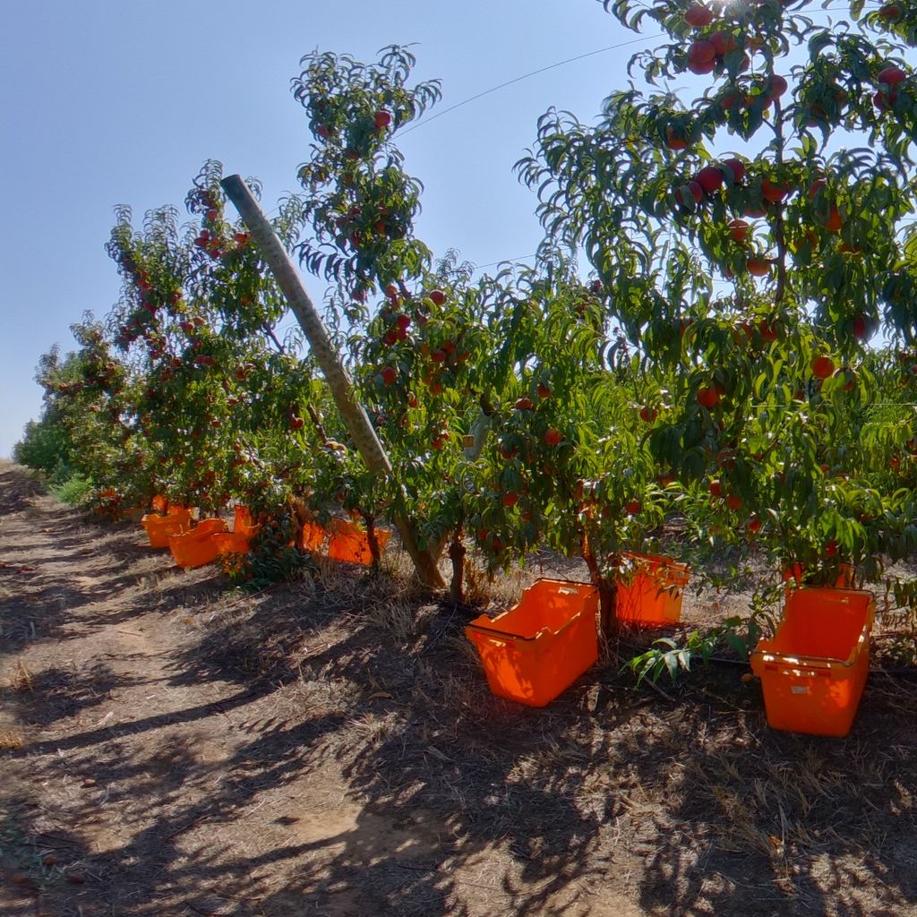  Low crop load: Peach on Tatura trellis 