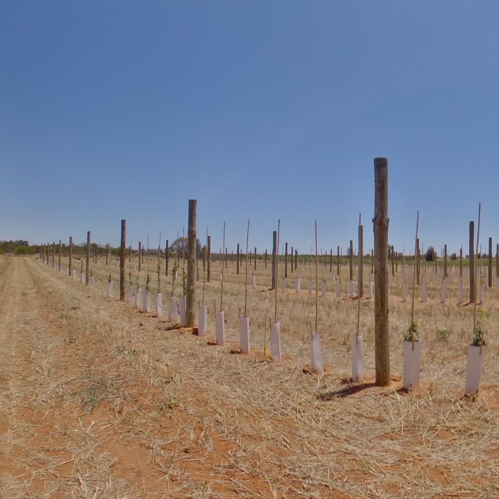 Trees planted at 0.5m spacing