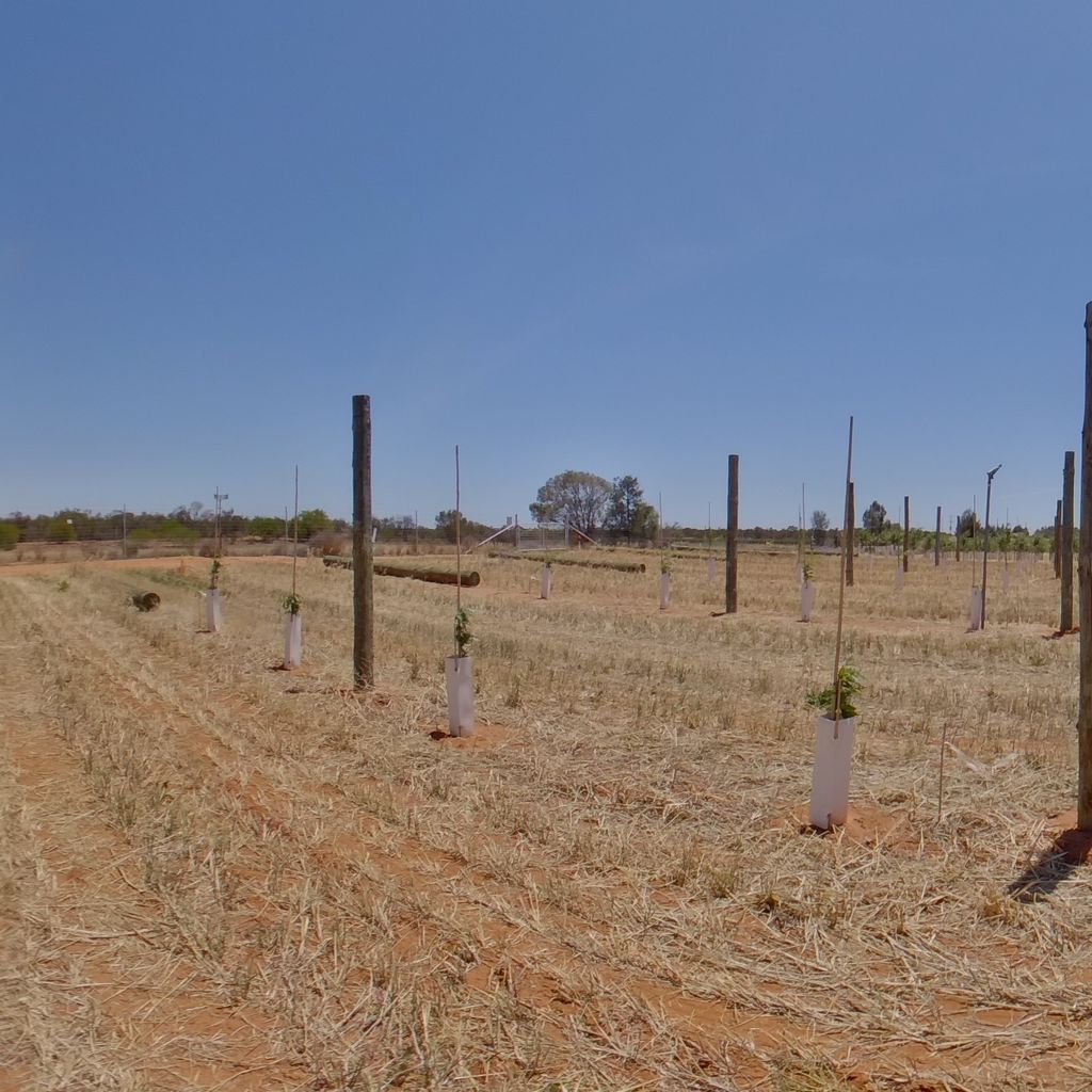 Trees planted at 2m spacing