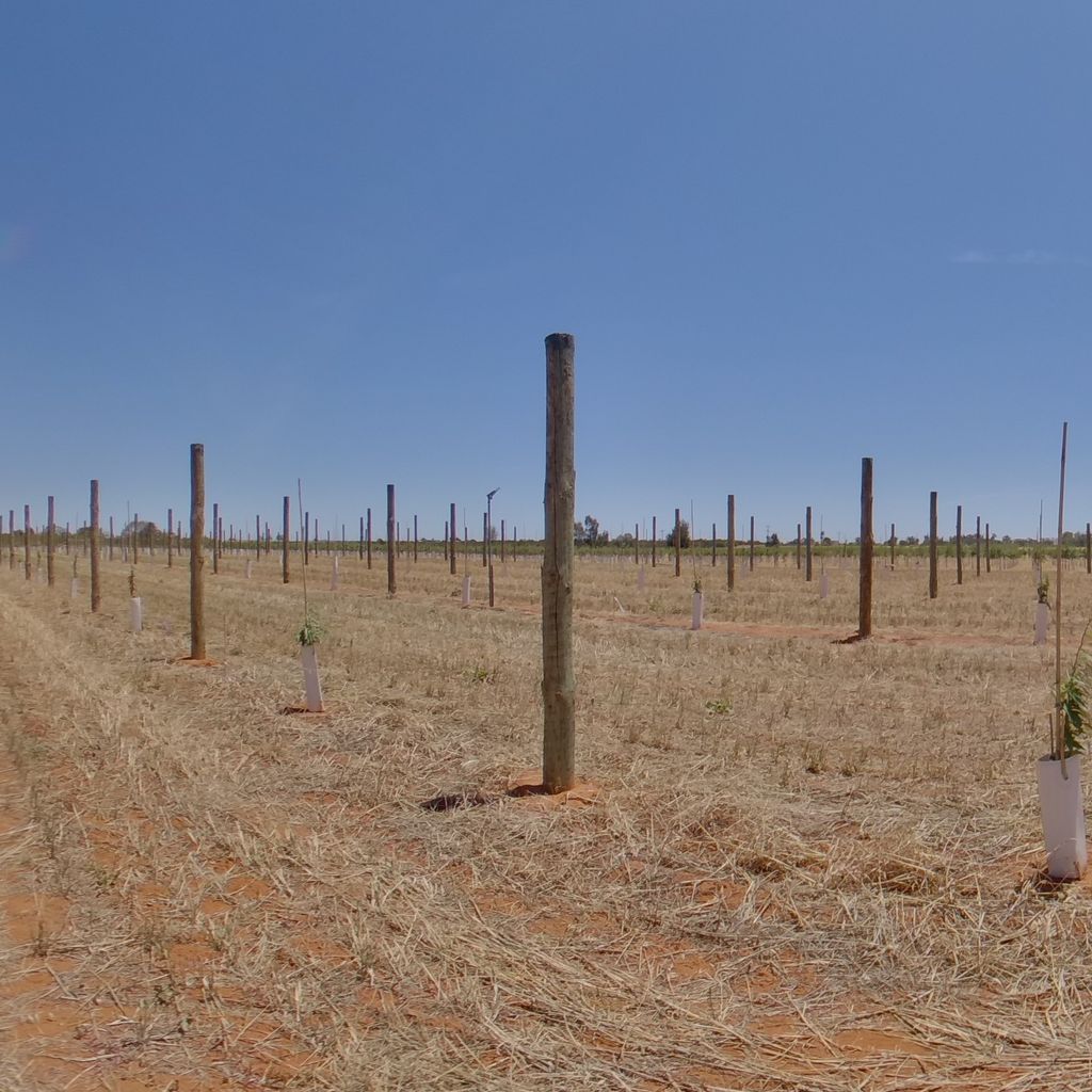 Trees planted at 4m spacing