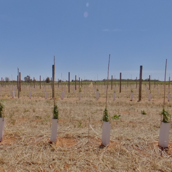 Trees planted at 1m spacing