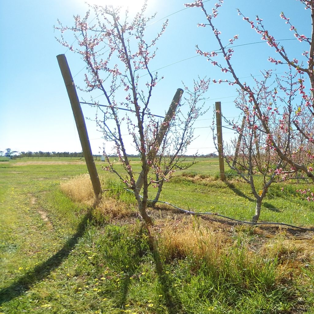 Stage I of fruit development - extreme deficit irrigation 