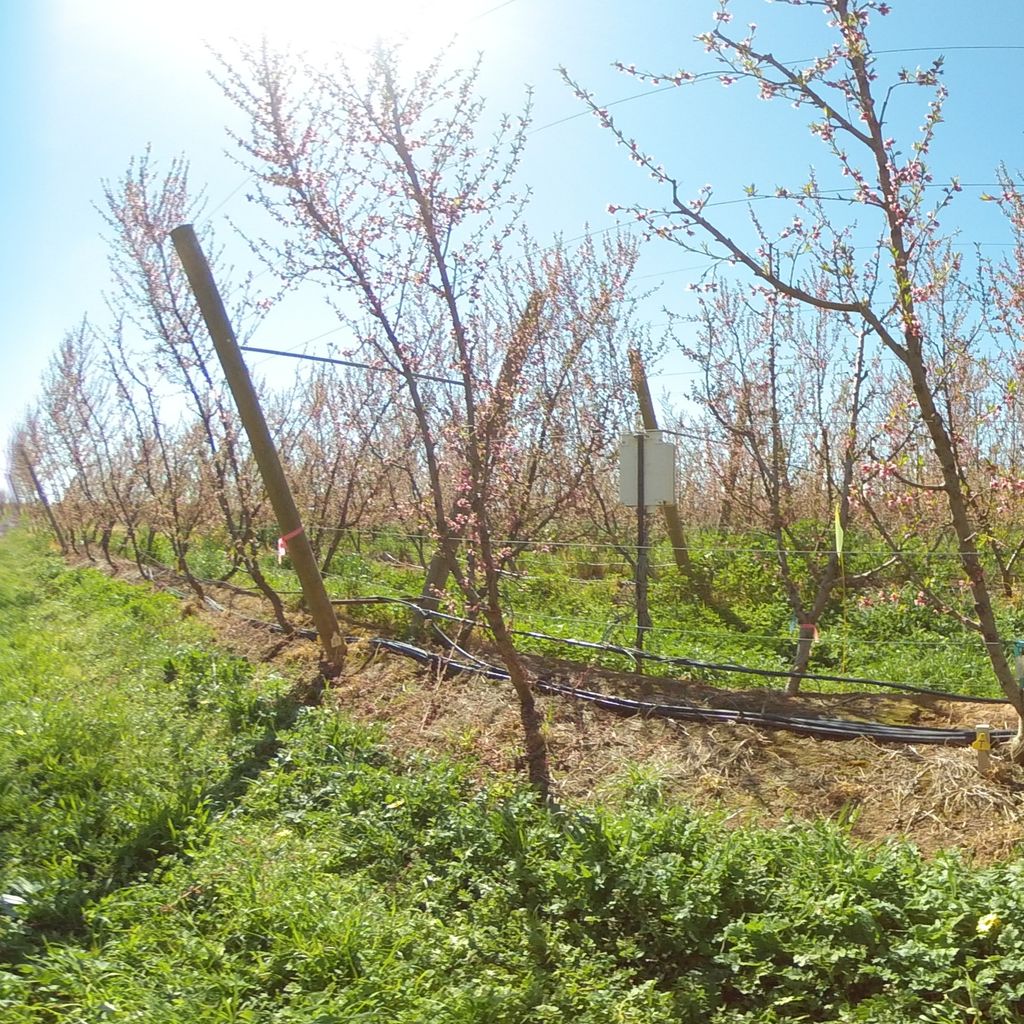 Control - 100%: control irrigation