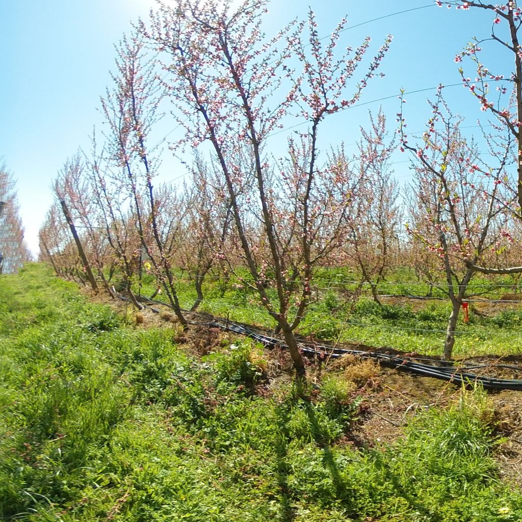 Stage II of fruit development - 20%: severe deficit irrigation 