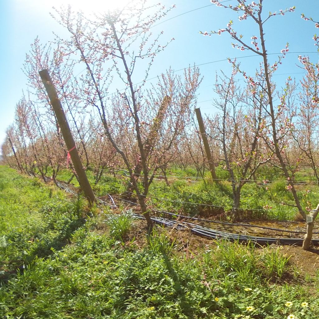 Stage II of fruit development - 0%: extreme deficit irrigation 