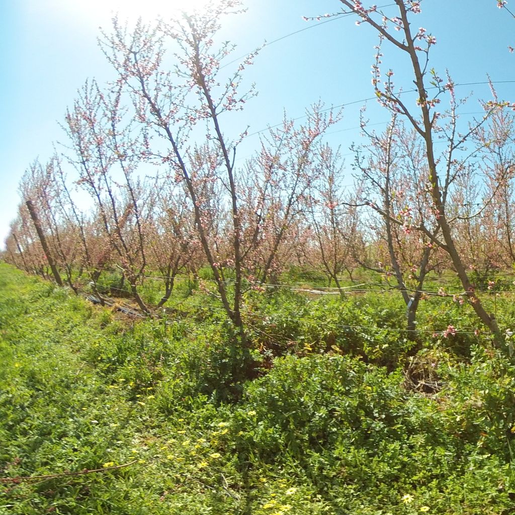 Stage IIIb of fruit development (late) - 0%: extreme deficit irrigation 