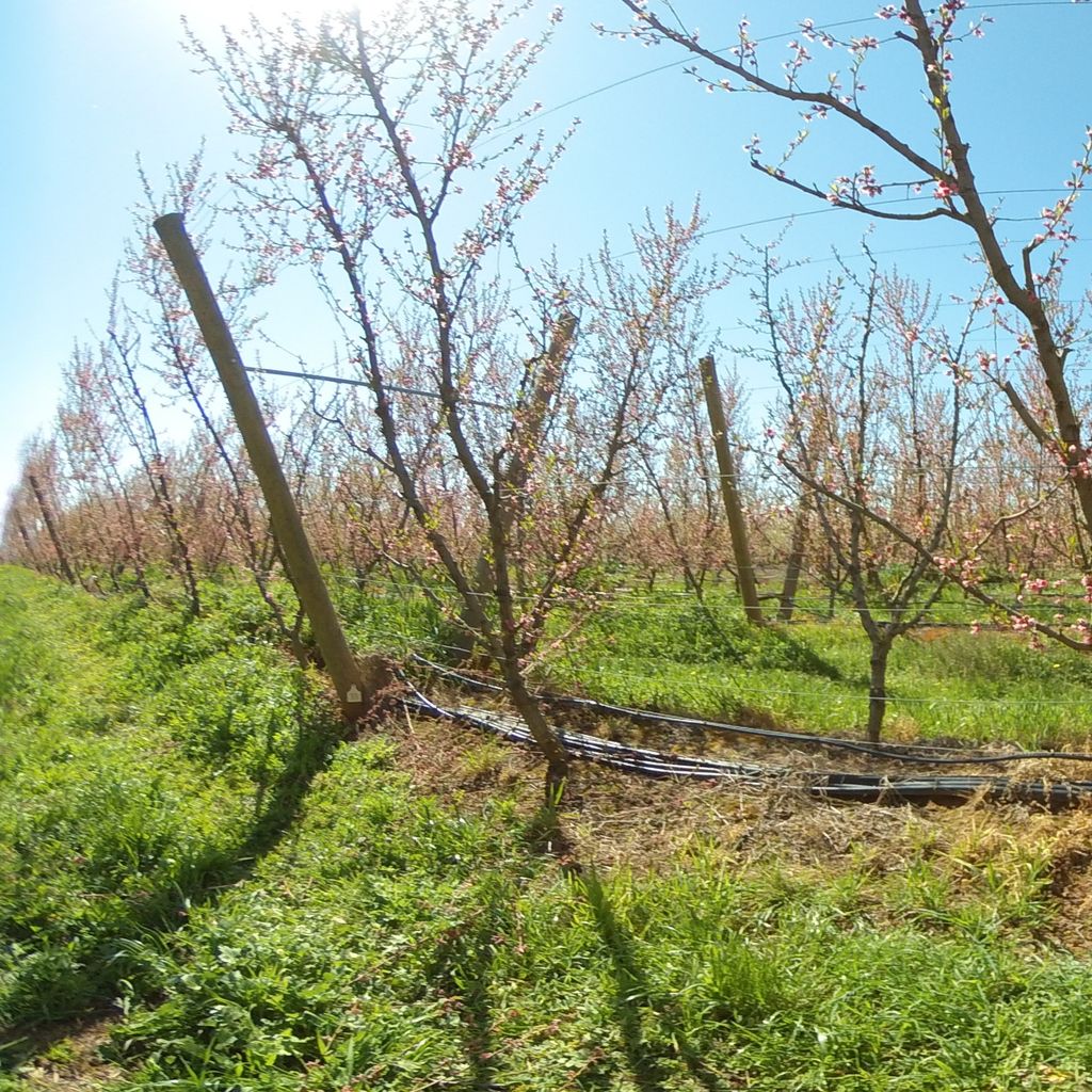 Stage IIIa of fruit development (early) - 20%: severe deficit irrigation 