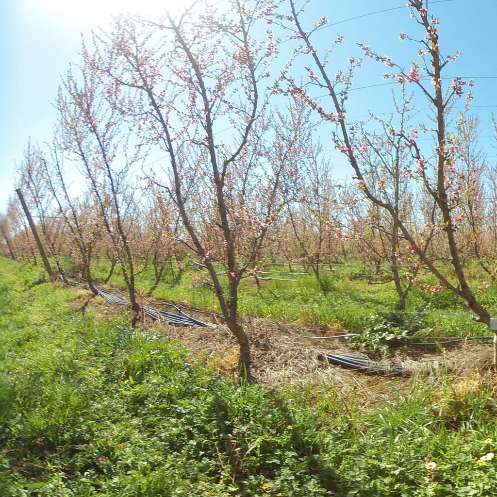 Stage IIIb of fruit development (late)  -20%: severe deficit irrigation 