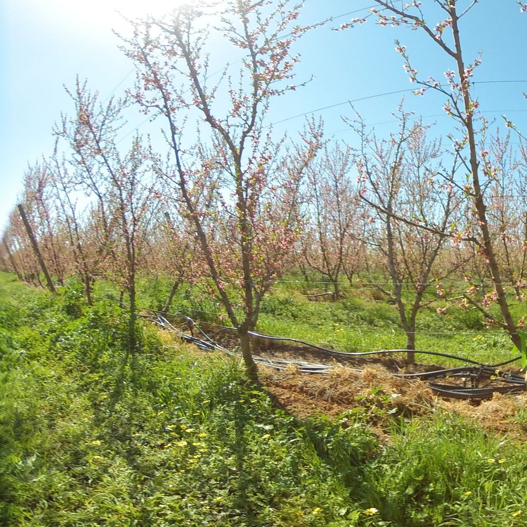 Stage I of fruit development - 20%: severe deficit irrigation 