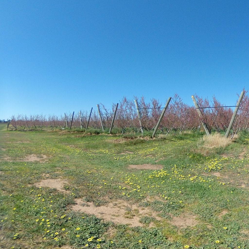 Irrigation trials - North end of orchard