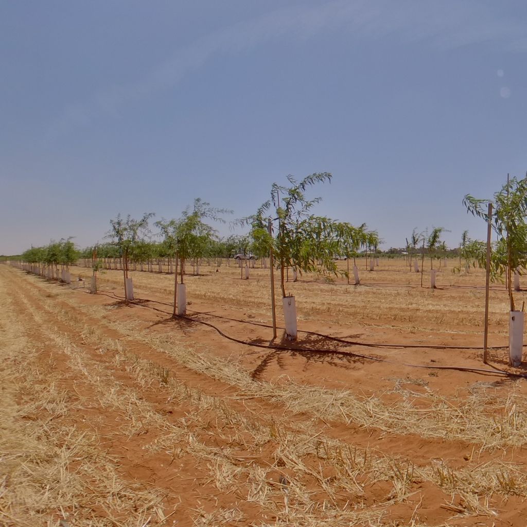 Tree density: 2m spacing, Rootstock:  Nemaguard