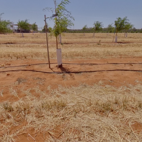 Tree density: 4m spacing, Rootstock: RP20