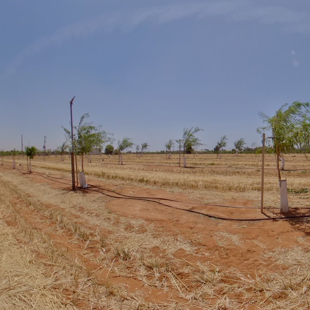 Tree density: 4m spacing, Rootstock: Garnem