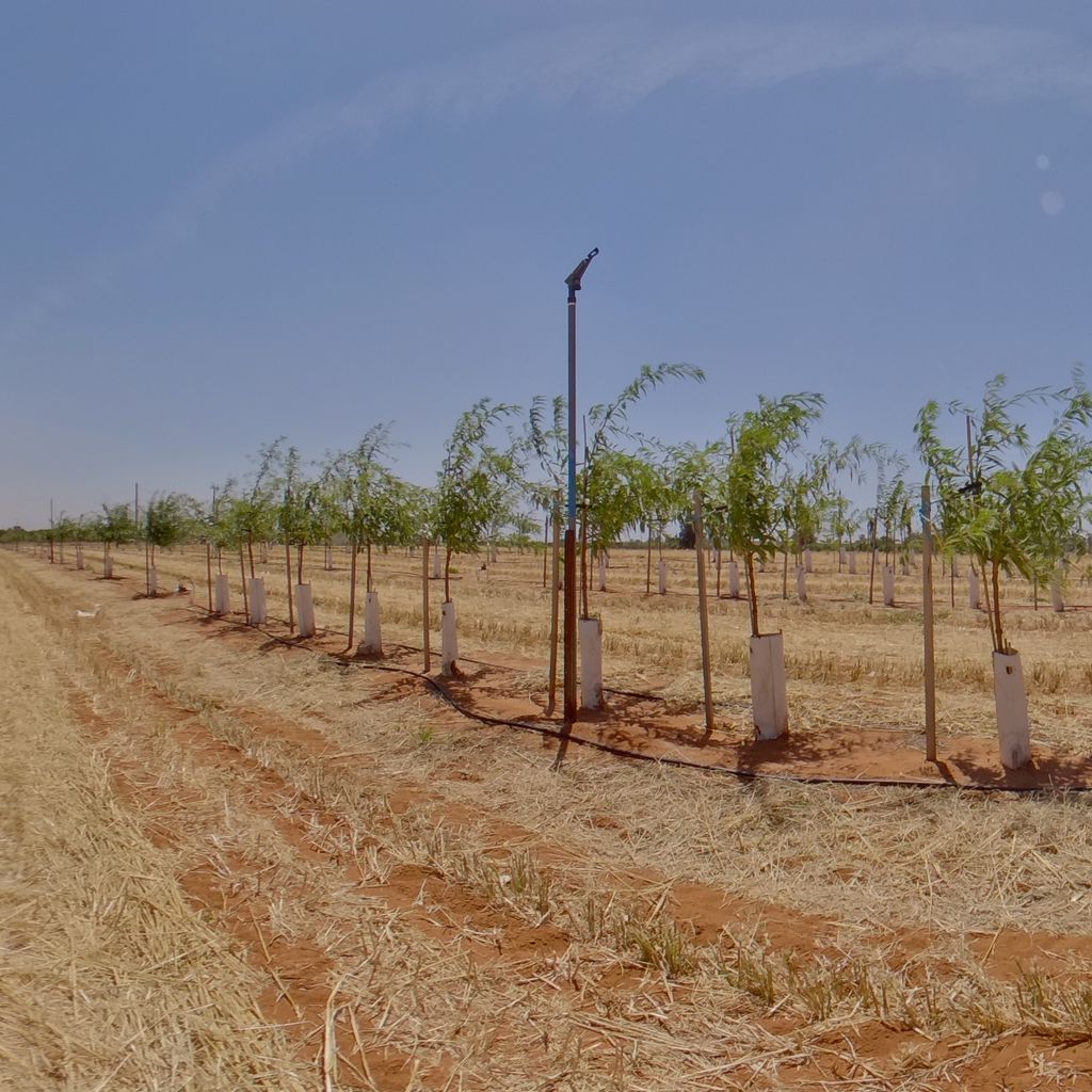 Tree density: 1m spacing, Rootstock: Nemaguard