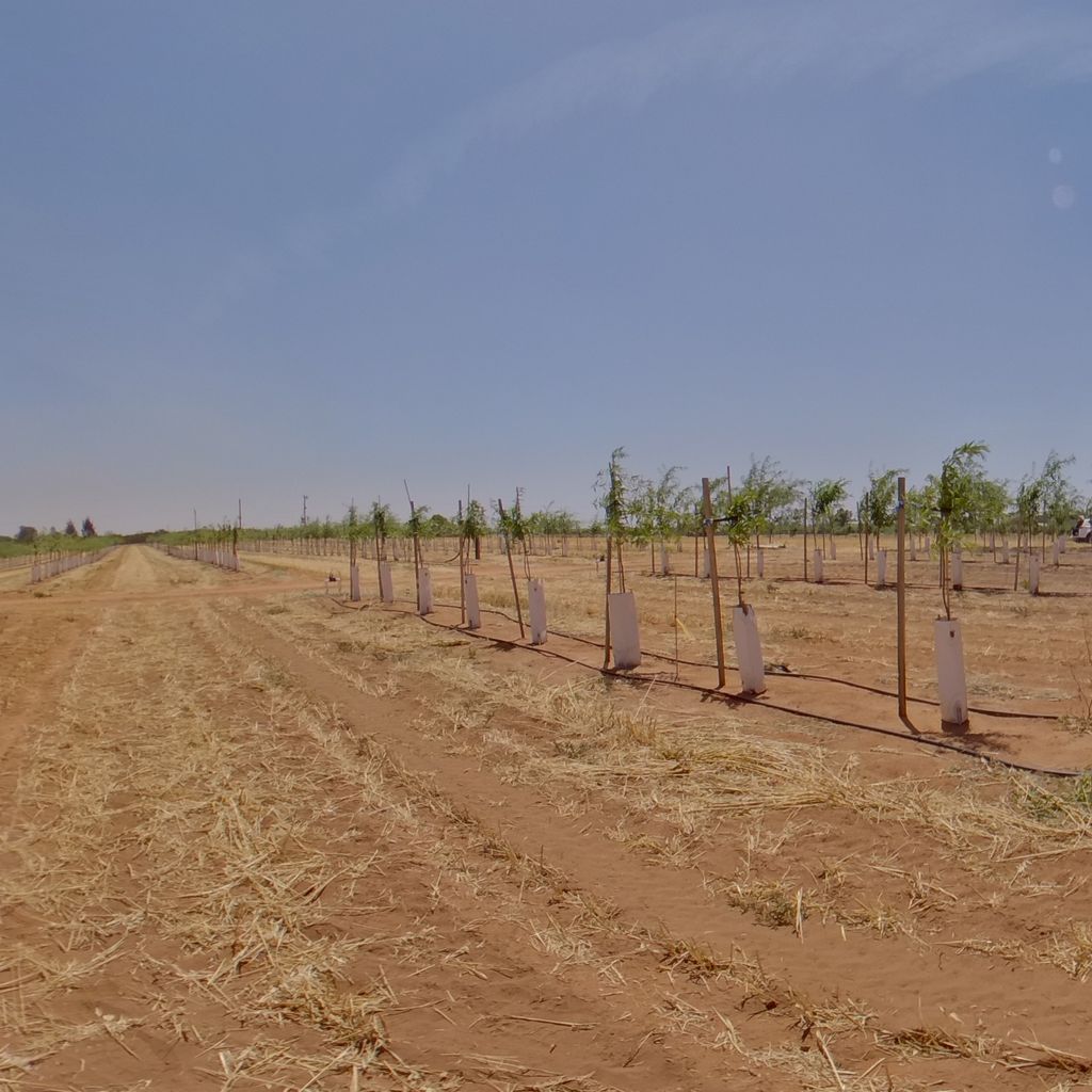 Tree density: 1m spacing, Rootstock: RP40