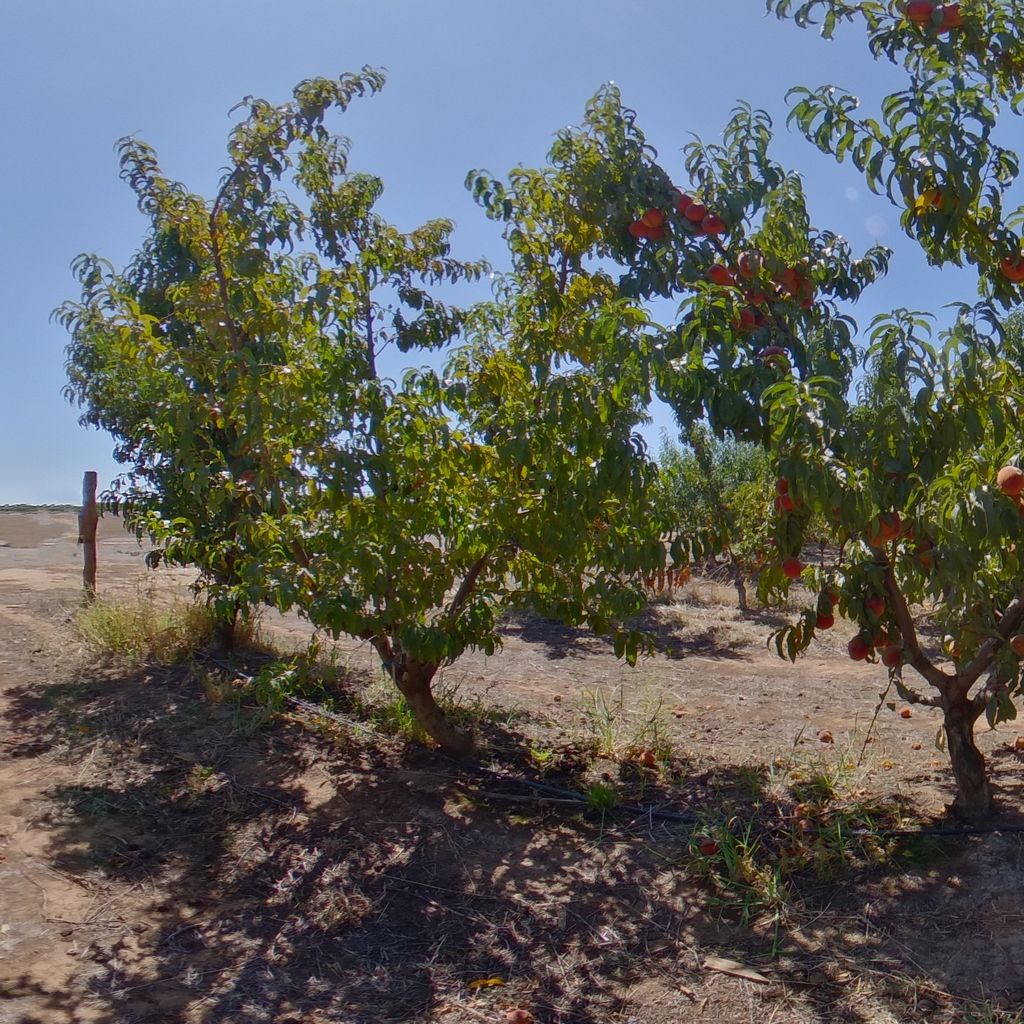 Elberta rootstock High crop load