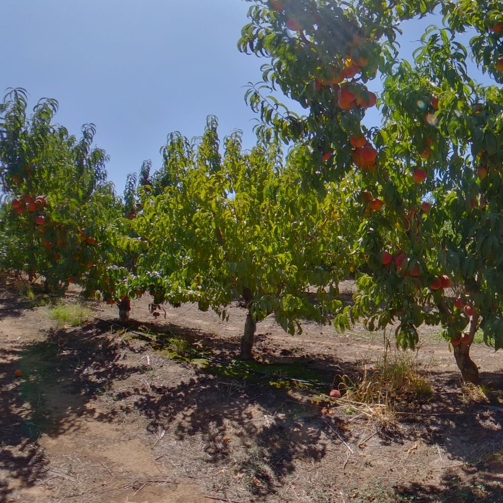 Elberta rootstock Low cropload