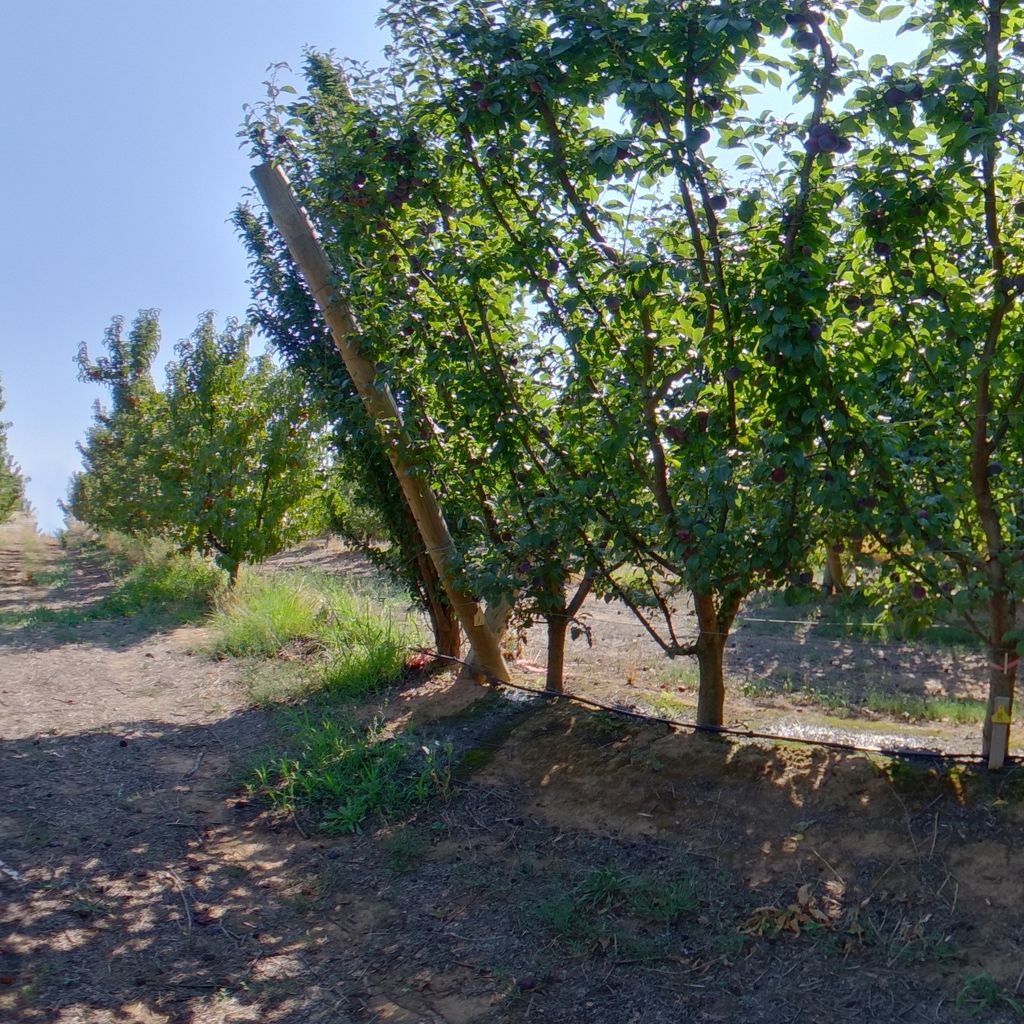 Low crop load: Plum on Tatura trellis