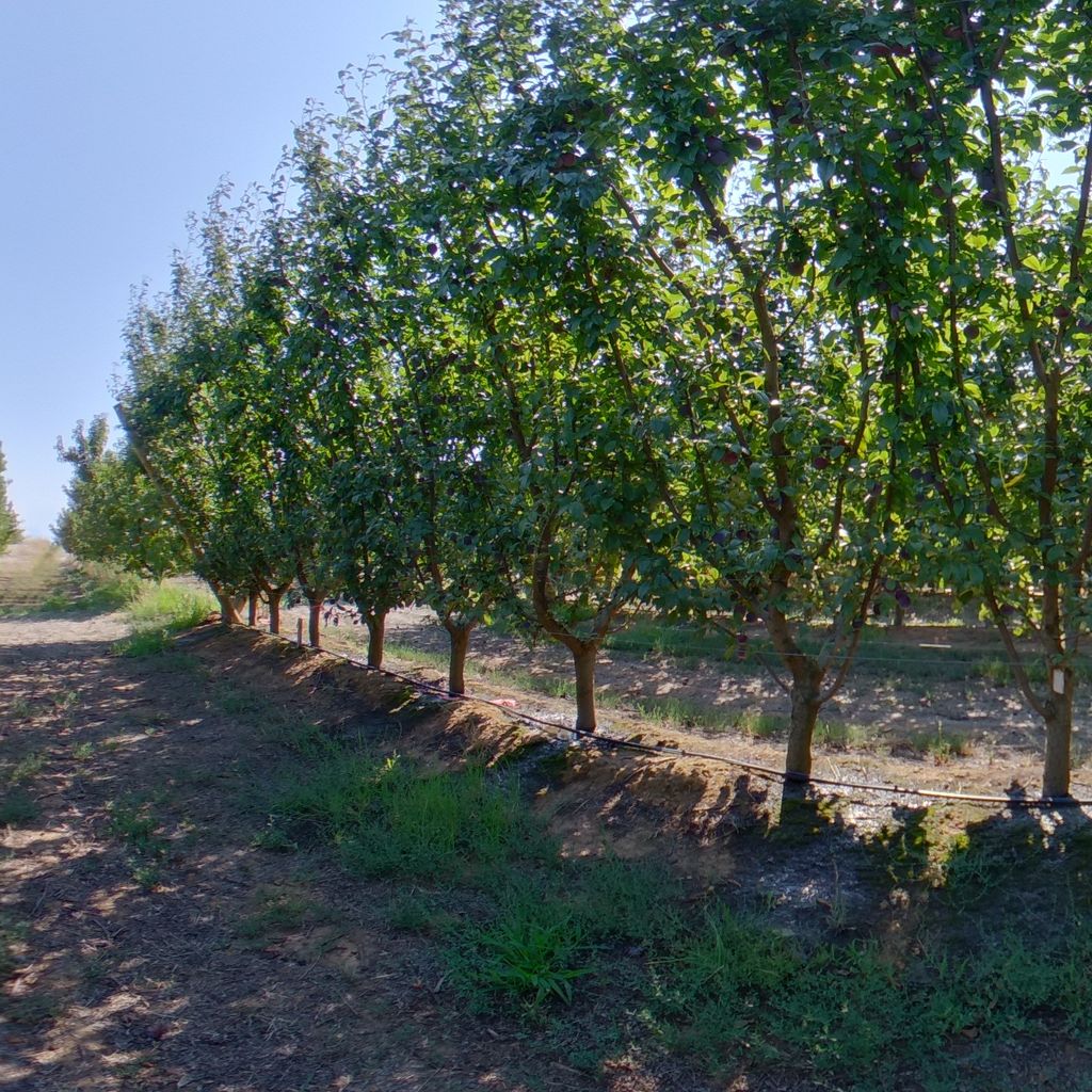 Medium crop load: Plum on Tatura trellis