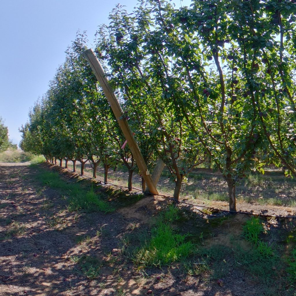 High crop load: Plum on Tatura trellis