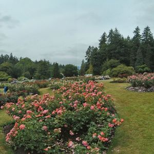 Rose Garden