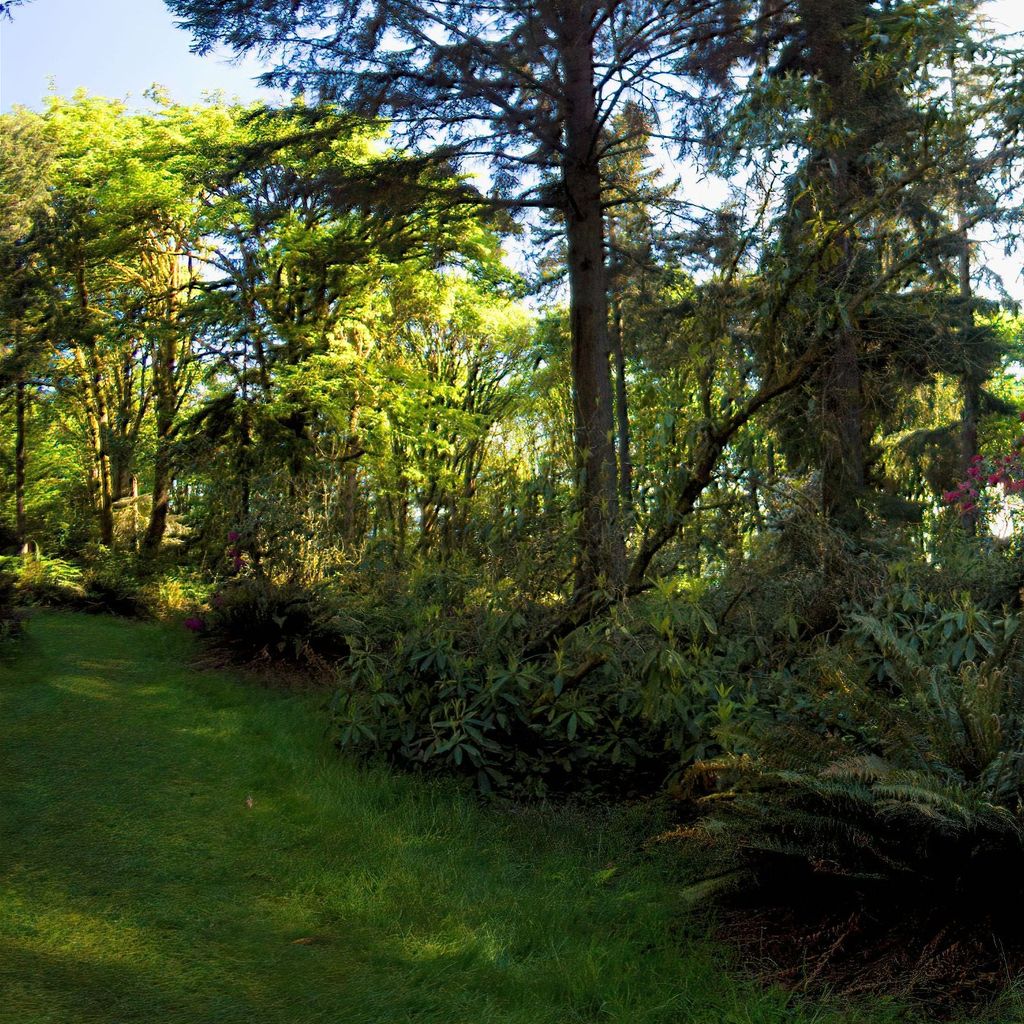 Rhododendron garden