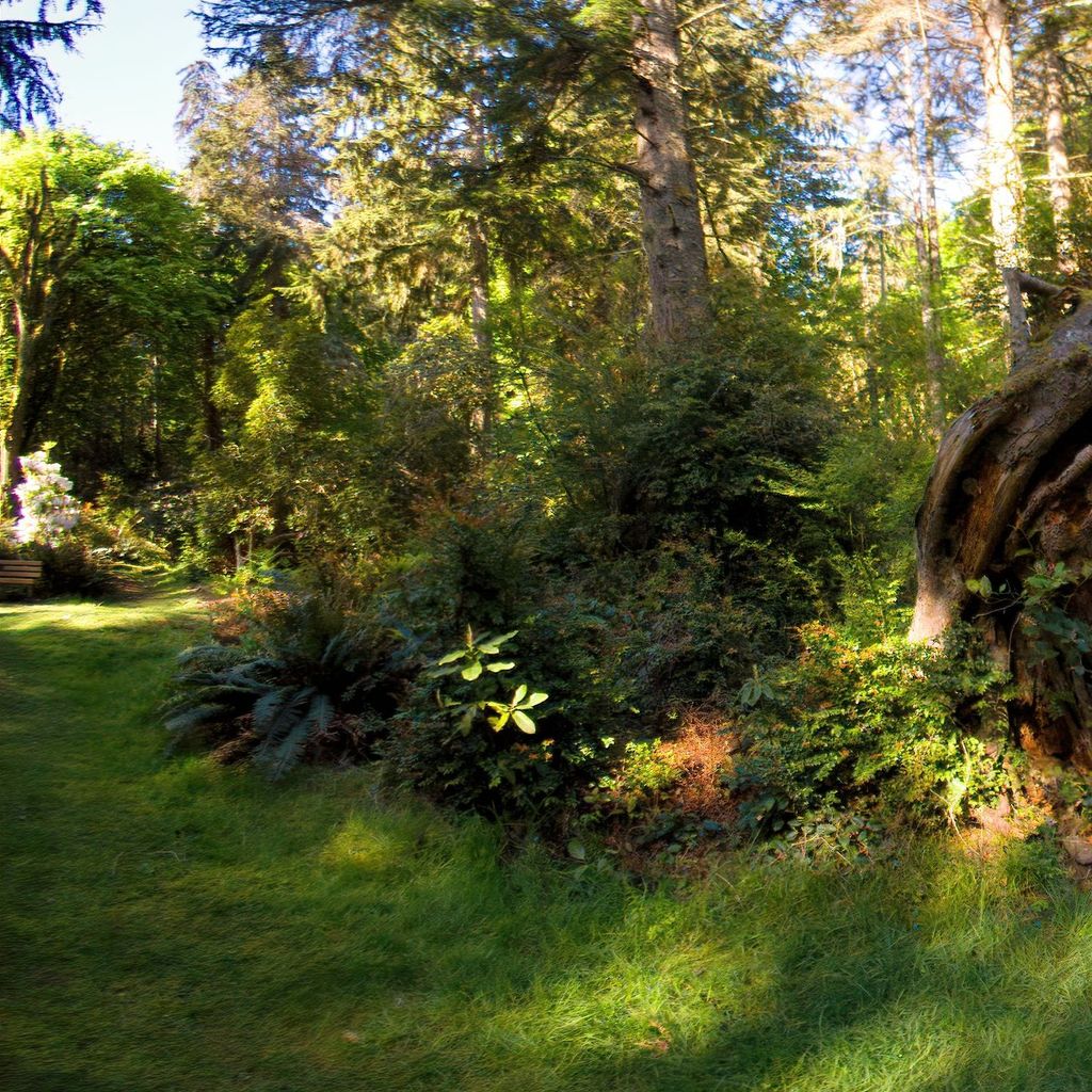 Rhododendron garden