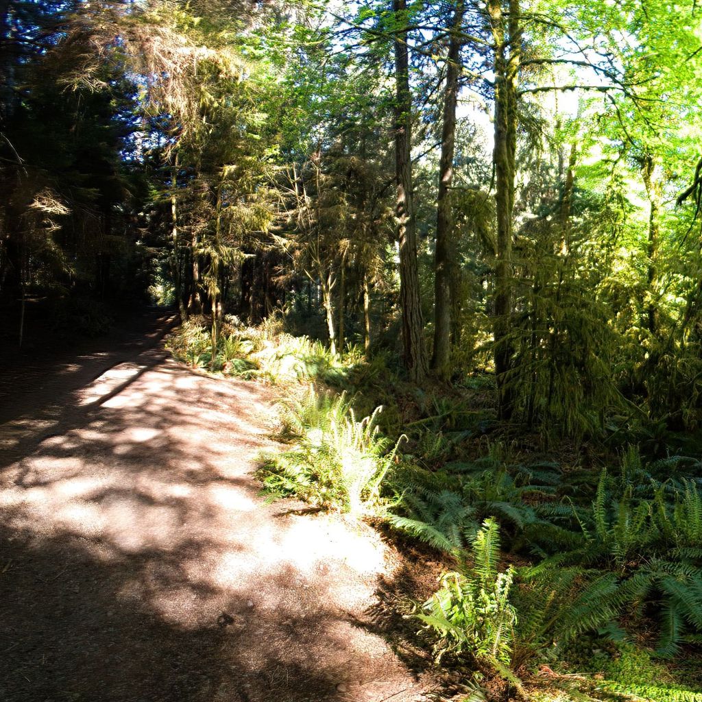 ferns and moss