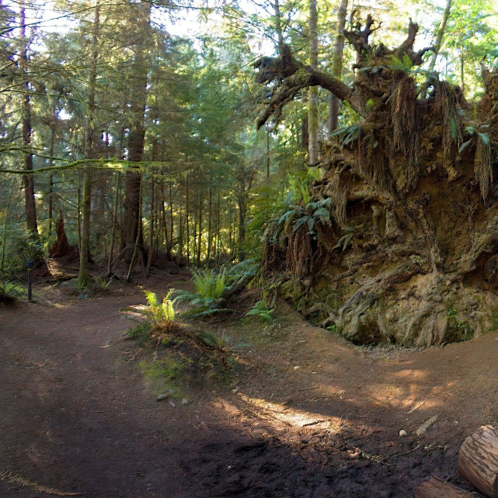 giant stump