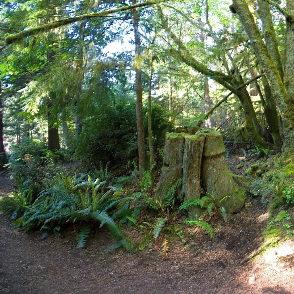 mossy stump