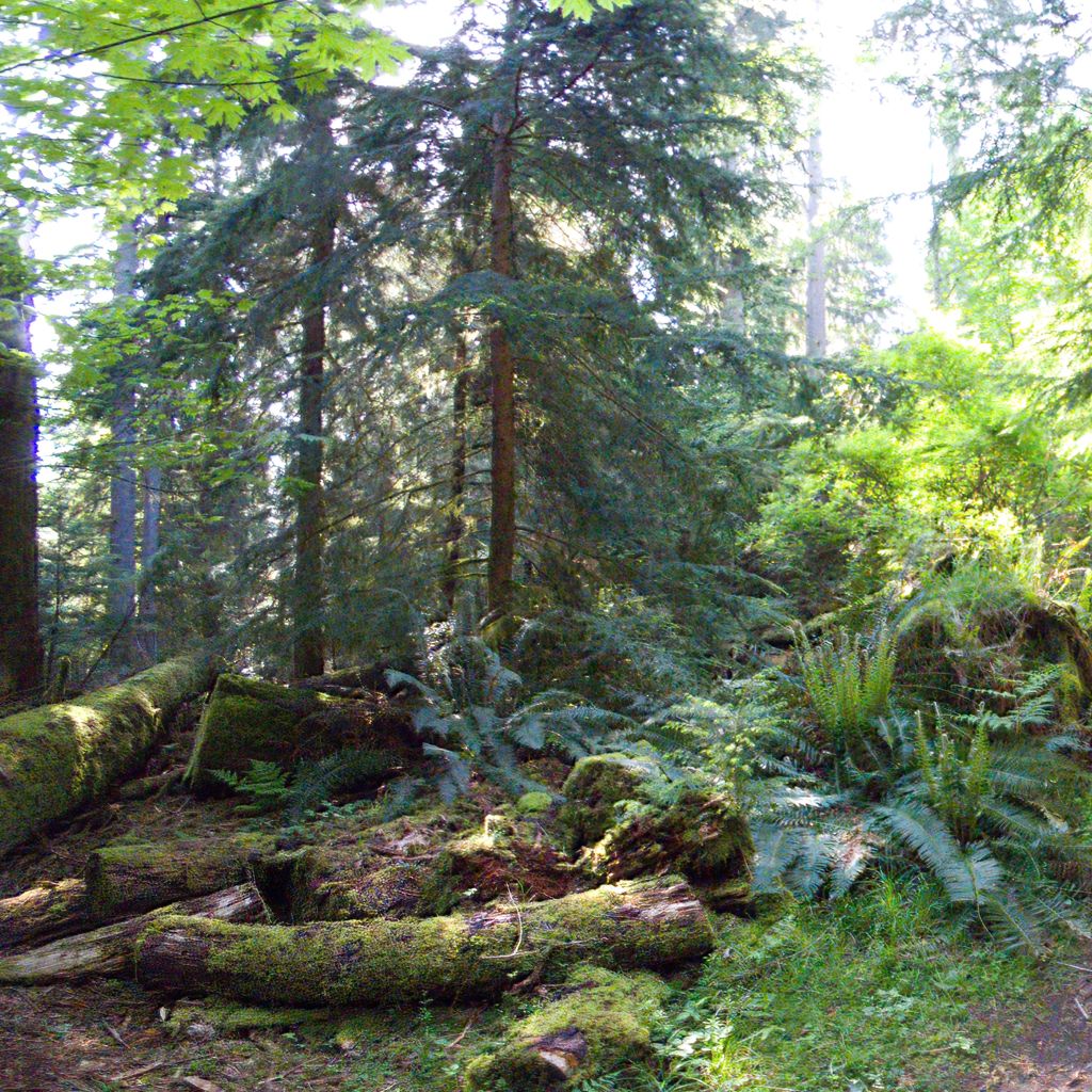 trail through the woods