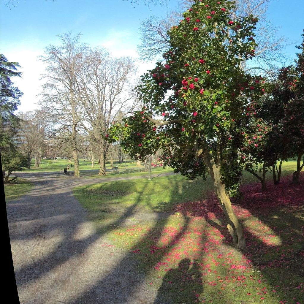 Wright Park - Camelias