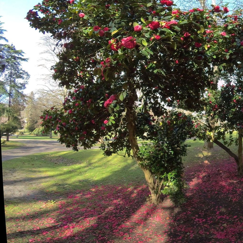 Wright Park - Camelias